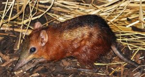 Sengi a scacchi Sengi a scacchi