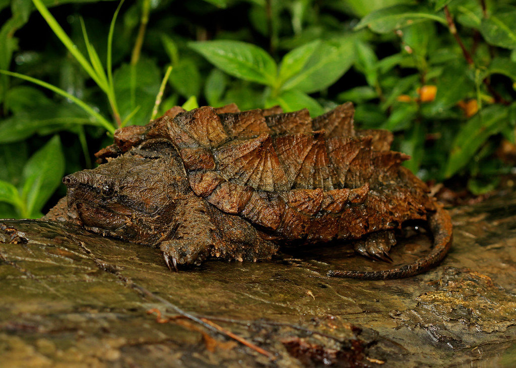 Tartaruga alligatore nel suo habitat naturaòe