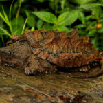 Tartaruga alligatore