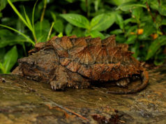 Tartaruga alligatore Tartaruga alligatore nel suo habitat naturaòe