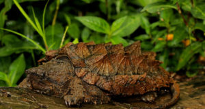 Tartaruga alligatore Tartaruga alligatore nel suo habitat naturaòe