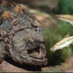 Tartaruga alligatore – lingua