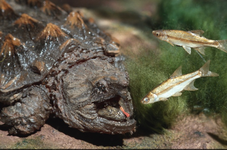 Tartaruga alligatore con bocca aperta in attesa della sua preda