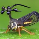 Threeopper