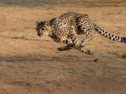 Perché il ghepardo riesce a correre così veloce?