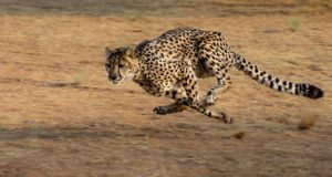 Perché il ghepardo riesce a correre così veloce?