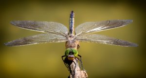 Il volo degli insetti