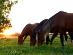 Corretta alimentazione del cavallo Cavalli al pascolo