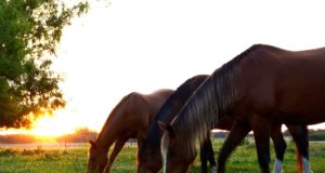 Corretta alimentazione del cavallo Cavalli al pascolo