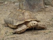 Le tartarughe terrestri Tartaruga di terra