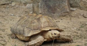 Le tartarughe terrestri Tartaruga di terra