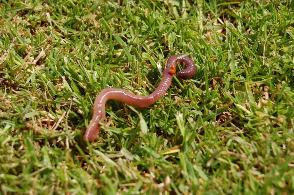 Anellidi