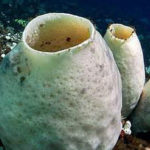 Spugna antartica