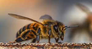 Animali con abilità speciali Ape