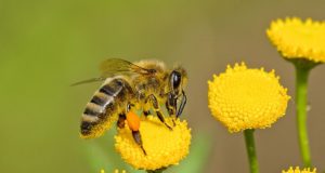 Cosa mangiano le api? Ape che si ciba di polline