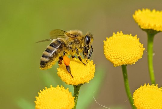 Cosa mangiano le api? Ape che si ciba di polline