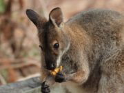 Cosa mangia il canguro? Canguro che mangia un frutto