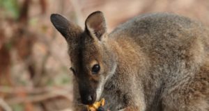 Cosa mangia il canguro? Canguro che mangia un frutto