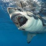 Carcharodon carcharias