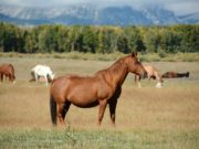 Tutte le razze di cavalli Cavalli