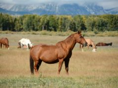 Tutte le razze di cavalli Cavalli