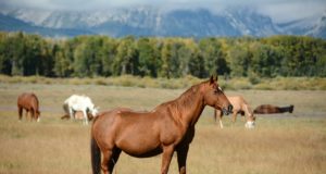 Tutte le razze di cavalli Cavalli