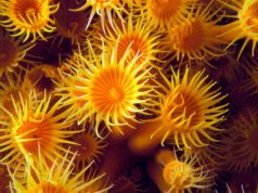 Celenterati Celenterati