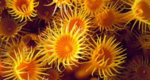 Celenterati Celenterati