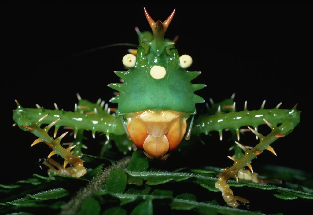 Cavalletta Copiphora