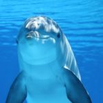 Delfino