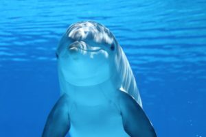 Delfino
