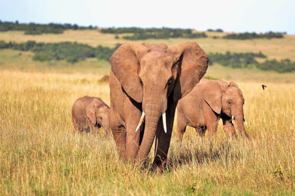 Elefante