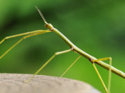 Fasmidi Insetto stecco