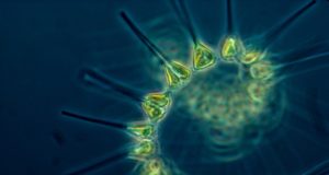 Fitoplancton Fitoplancton