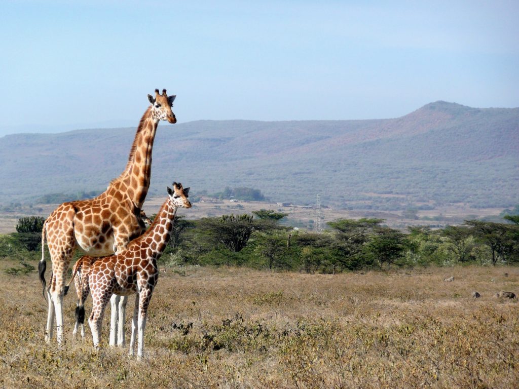 Giraffa