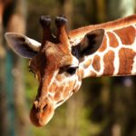Giraffa