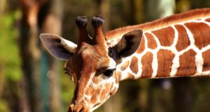 Domande sui mammiferi Giraffa