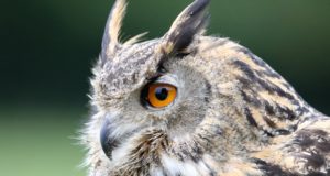 Gli animali con i sensi più sviluppati Gufo reale