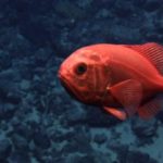 Pesce specchio