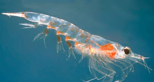 Krill Krill