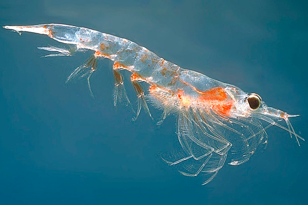 Krill