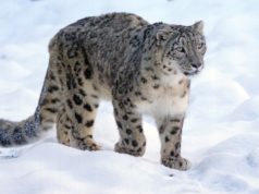 Felini Leopardo delle nevi