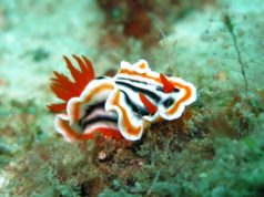 Caratteristiche degli invertebrati Lumaca di mare