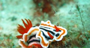 Caratteristiche degli invertebrati Lumaca di mare