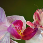 Mantide orchidea