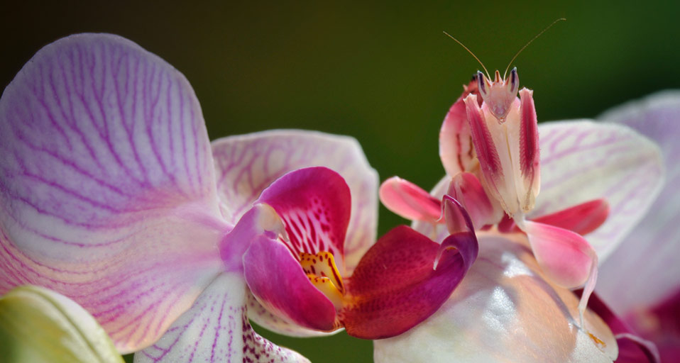 Mantide orchidea