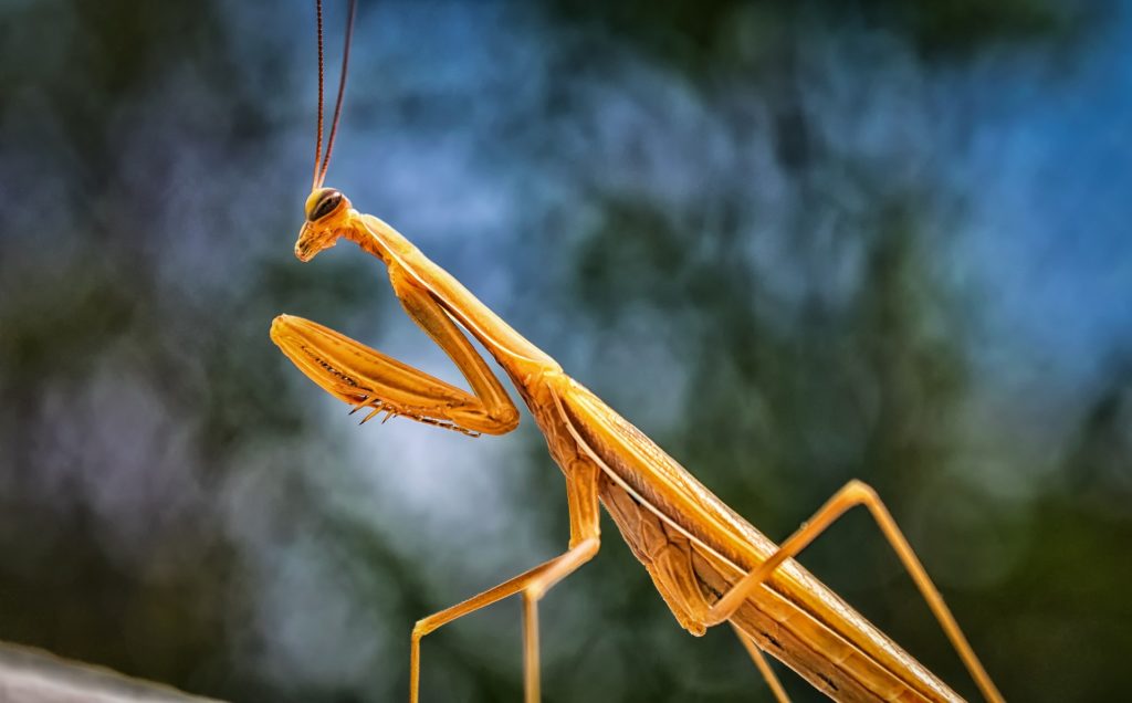 Mantide religiosa