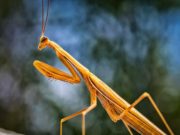 Mantoidei Mantide religiosa