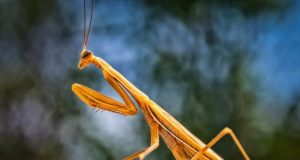 Mantoidei Mantide religiosa