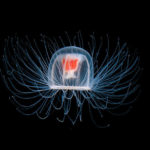 Medusa immortale